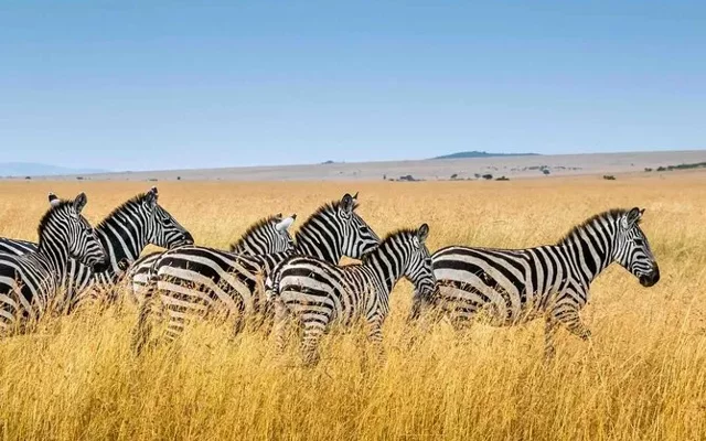 Niger