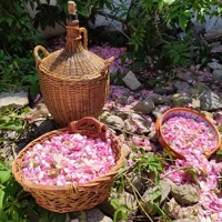 Rosen-Workshop & Herstellung von authentischem Joghurt