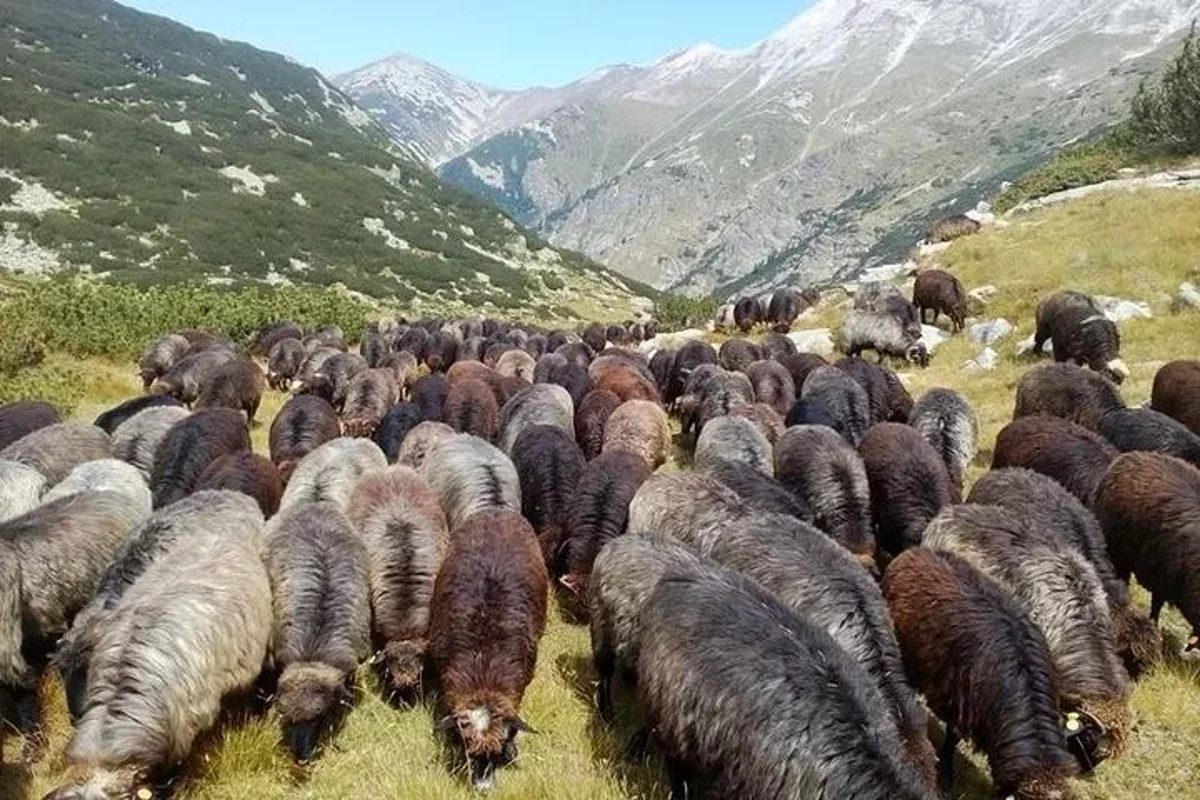 Conociendo Razas Únicas Búlgaras de Animales y Degustación Privada de Productos Orgánicos