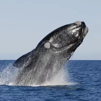 Peninsula Valdes Tour ab Puerto Madryn mit optionaler Walbeobachtung