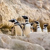 Estancia San Lorenzo: Heimat der größten Pinguinkolonie