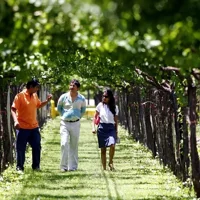 Tour privé de dégustation de vins et des vignobles au départ de Mendoza