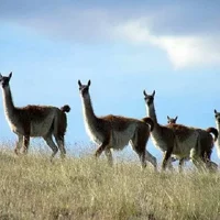 Experiencia Safari en El Calafate