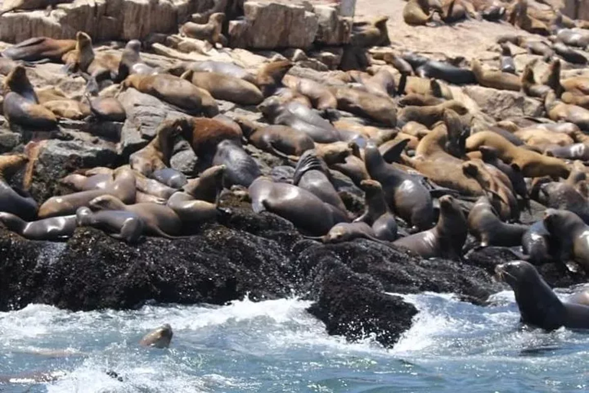 Tour para Nadar con Lobos Marinos en las Islas Palomino