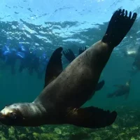 Schnorcheln mit Seelöwen in Puerto Madryn
