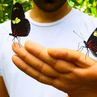 Pilpintuwasi Schmetterlingsfarm und einheimische Stämme
