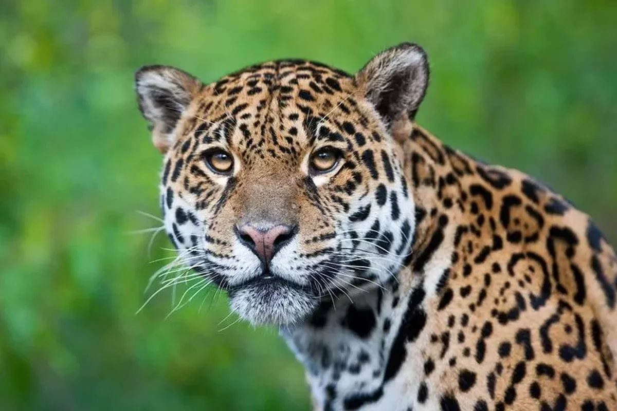 Tour de 4 Días por la Selva de Puerto Maldonado