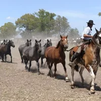 Gaucho-Tagesausflug ab Buenos Aires: Estancia Don Silvano