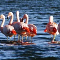 Laguna del Toro and Flamingo-Watching 4WD Tour from Salta