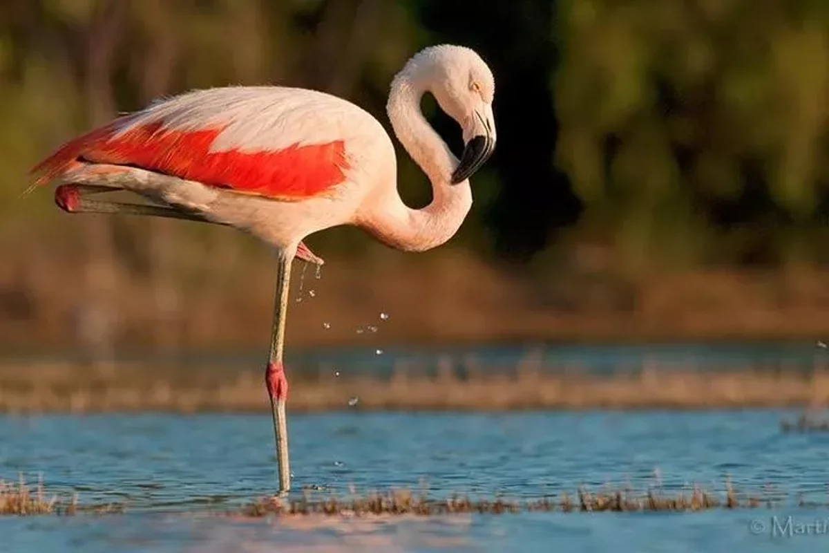 Excursion d'une journée à la Laguna de los Pozuelos au départ de Tilcara