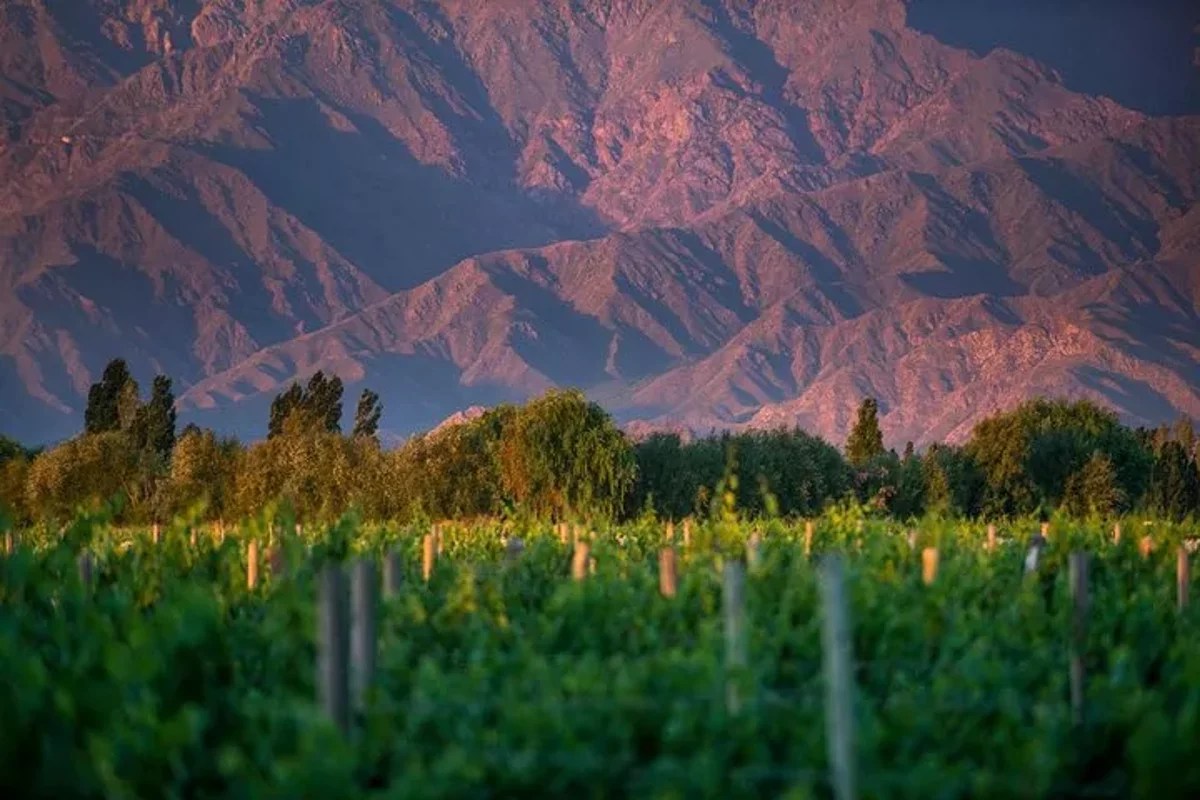 Tour Premium Demi-Journée sur la Route des Vins au Départ de Cafayate