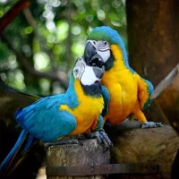 Iguazu Falls Brazilian Side & Bird Park from Puerto Iguazu