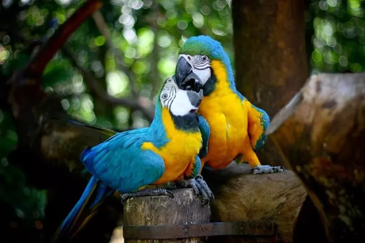 מפלי איגואסו בצד הברזילאי וגן הציפורים מ-Puerto Iguazu