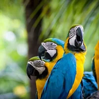 Classic Peru with Amazon Jungle Tour Package