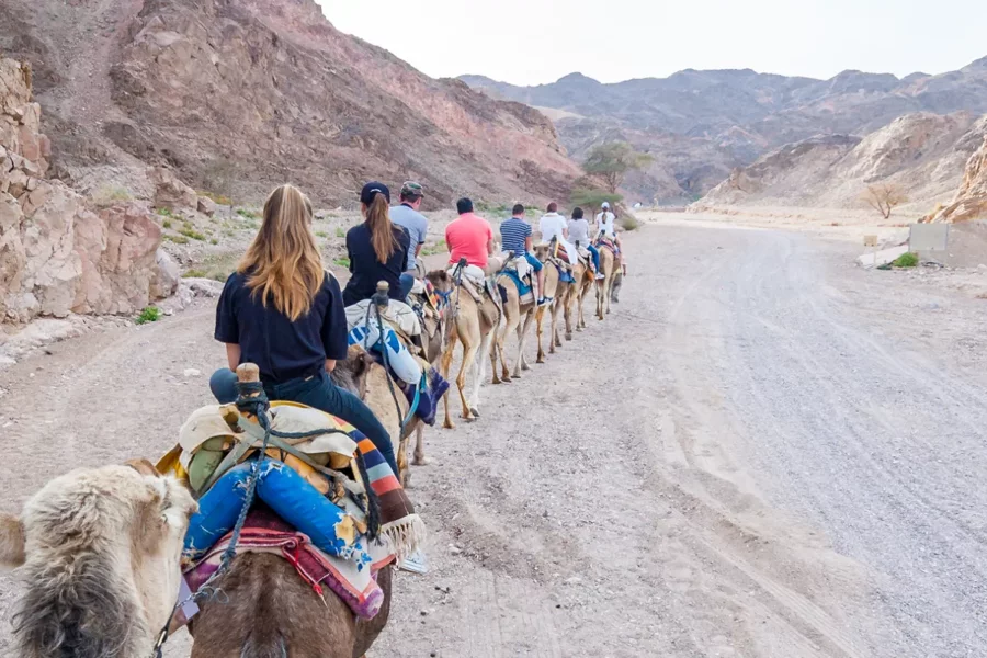 Camel Safari with Bedouin Meal in Eilat