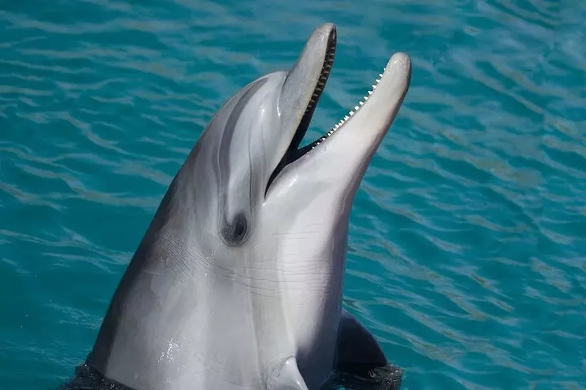 Delfinbeobachtung & Schnorcheln in Key West mit Sonnenuntergangs-Dinner-Cruise und Open Bar