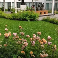 Tour Virtual Privado de las Rosas Búlgaras y el Aceite de Rosa