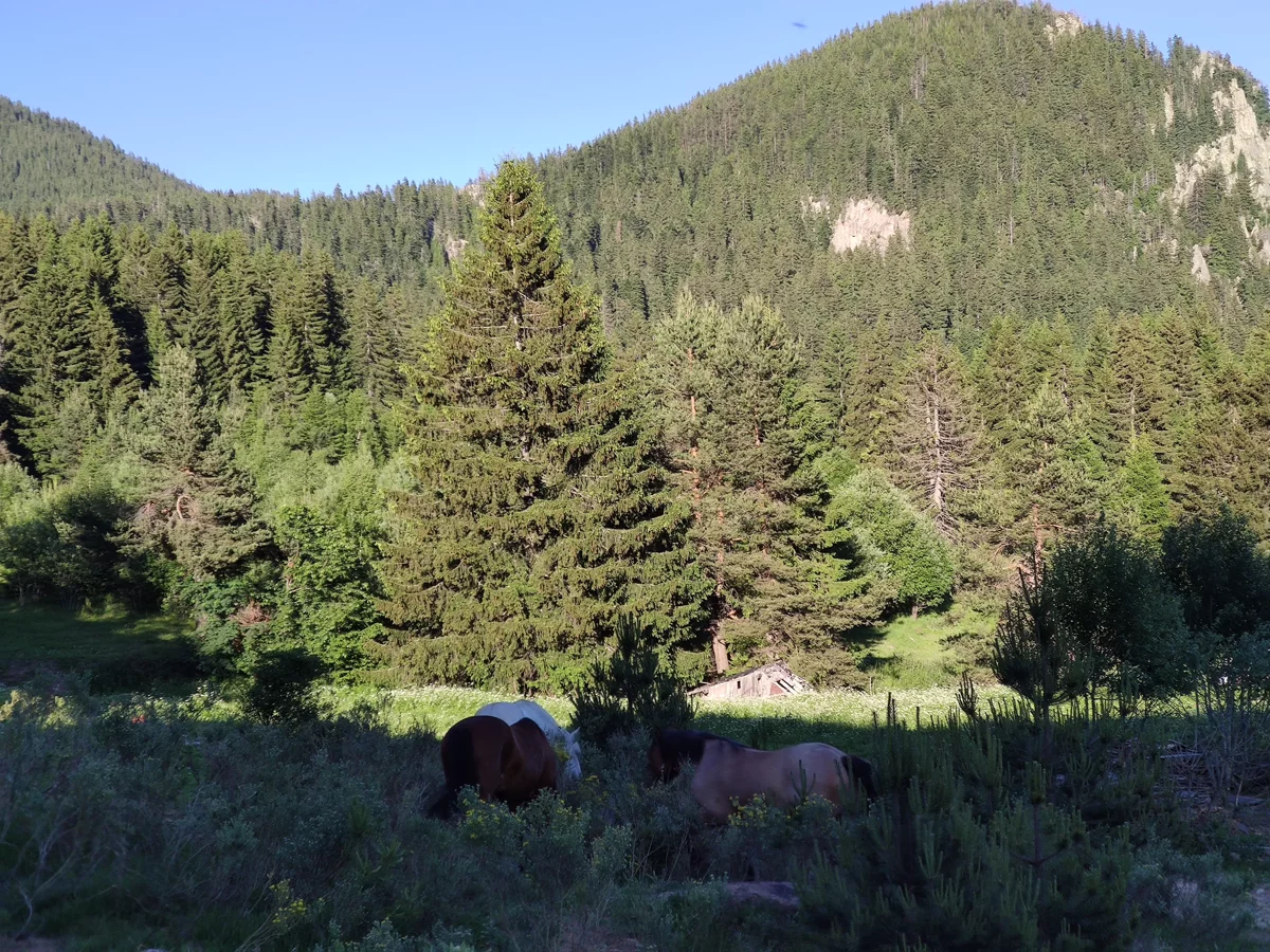 Randonnée équestre au cœur des montagnes des Rhodopes