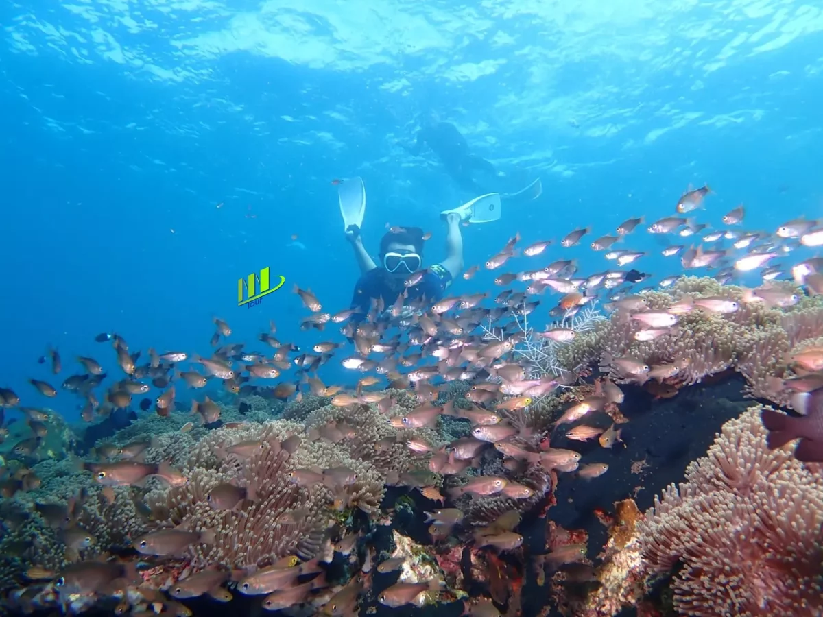 Tulamben Safari Schnorchel-Abenteuer im Coral Garden – Privaterlebnis
