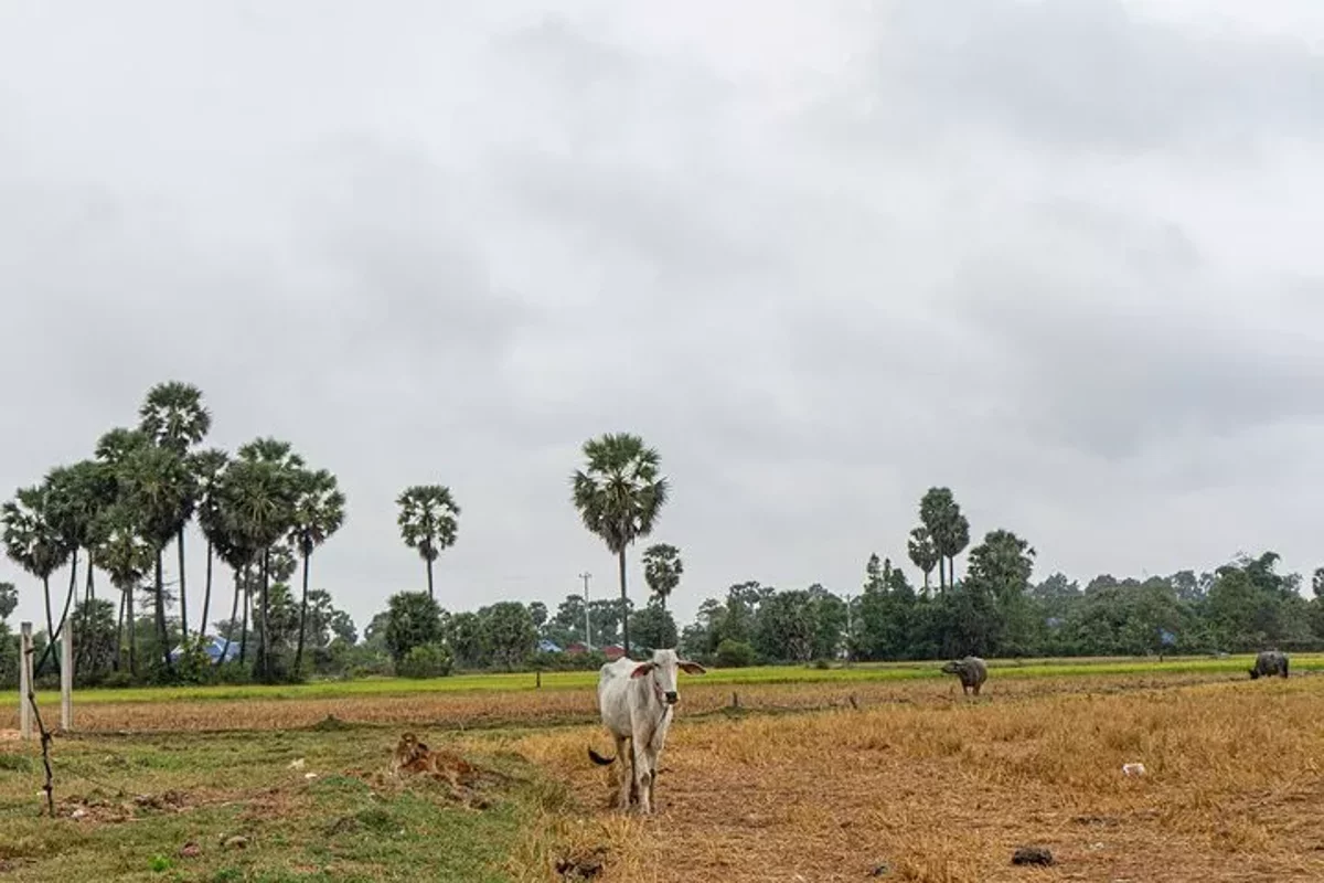Excursión de un día de Sihanoukville a Phnom Penh para pasajeros de cruceros