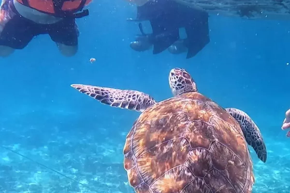 Experiencia de Snorkel de 1.5 Horas con Tortugas Marinas y Rayas en Tulum
