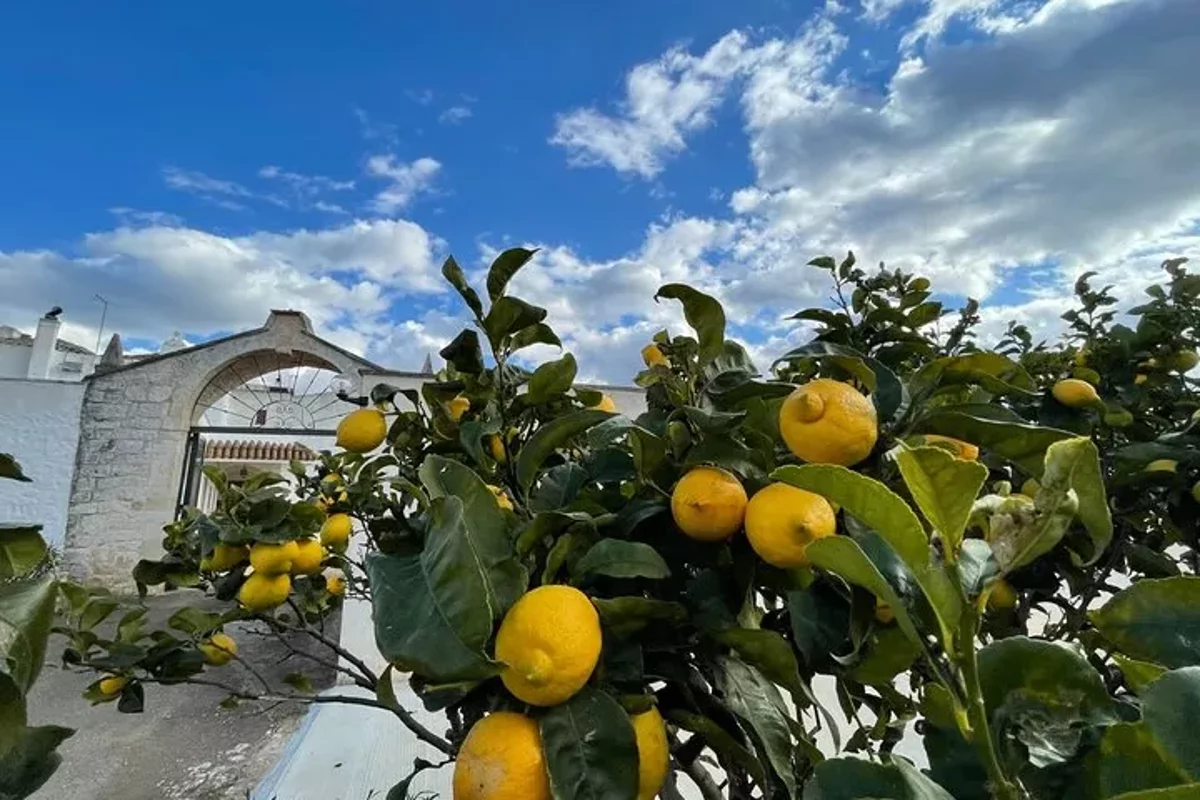 Familiengeführter Bauernhof bei Ostuni: Mozzarella-Erlebnis mit Verkostung