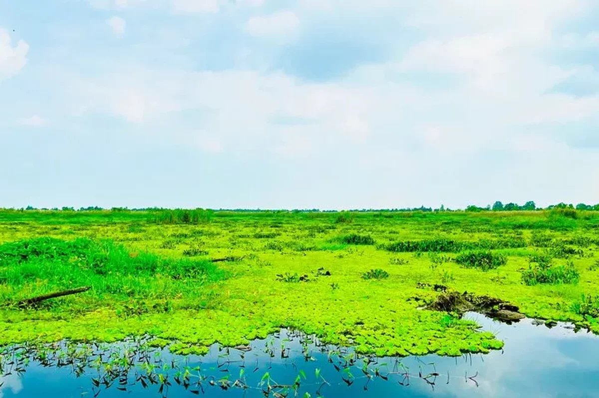 U Minh Thuong: En lo Salvaje del Mekong