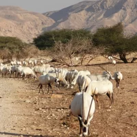 Hay-Bar Yotvata Nature Reserve Ticket – Self-Drive Wildlife Experience near Eilat