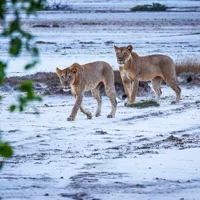 2 Días/1 Noche Safari Exclusivo en el Parque Nacional Saadani desde Zanzíbar