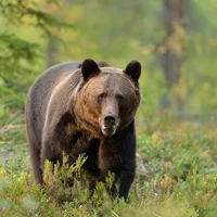 Carpathian Wilderness: A Wildlife Experience from Brașov