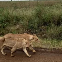 Halbtagesausflug Nairobi Nationalpark