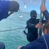Shark Cage Experience with transport from Cape Town
