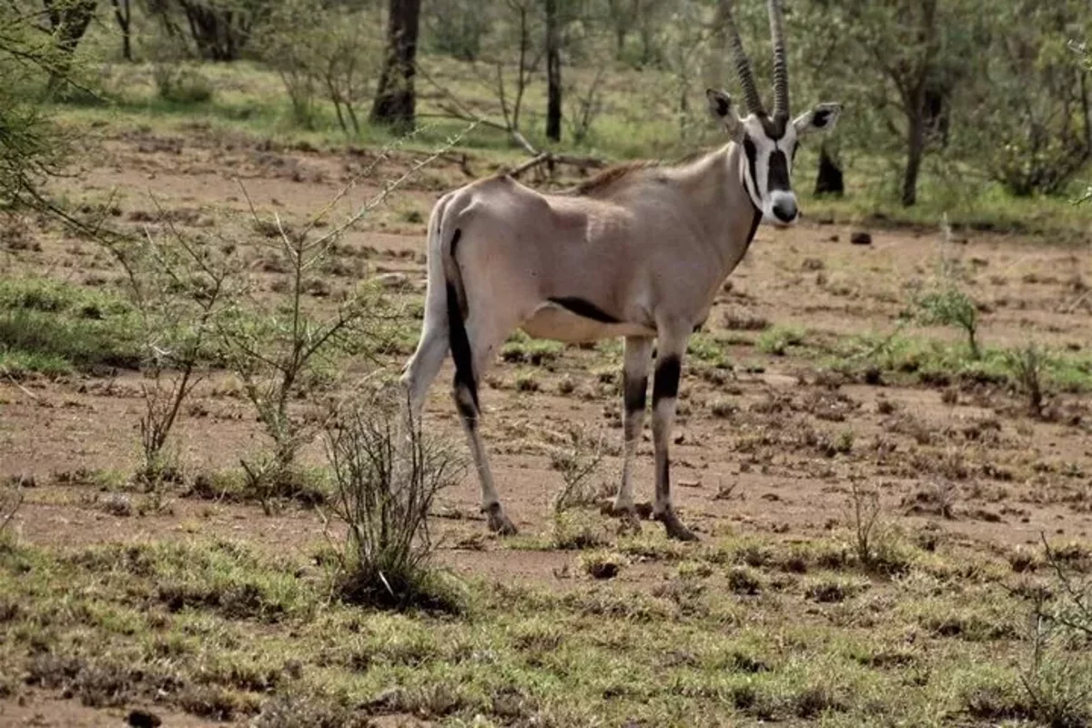 Safari de 2 días en el Parque Nacional Awash y Doho desde Addis Abeba