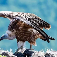 Griffon Vultures in the Blue Stones Nature Park Private Tour